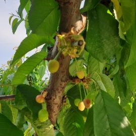 Cires, Fructele cad masiv