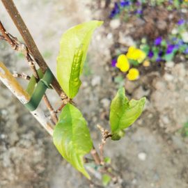 Magnolia, frunze deformate si perforate