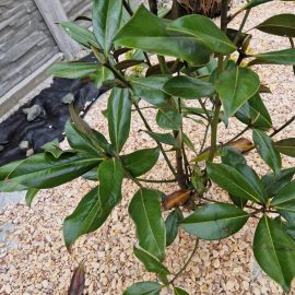 Magnolia, Frunze ingalbenite Magnolie
