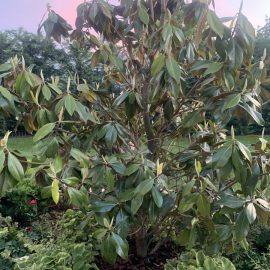 Magnolia, frunze patate si lasate
