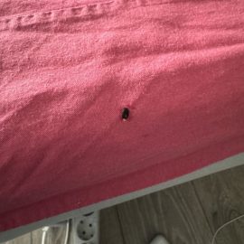 Daunatori Pest Control, gandac mic negru langa pat