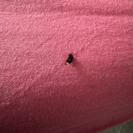 Daunatori Pest Control, gandac mic negru langa pat