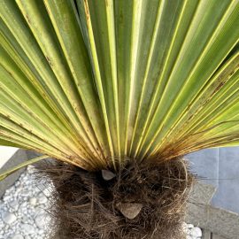 Palmieri, probleme de crestere