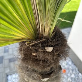 Palmieri, probleme de crestere