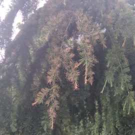 Arbori si arbusti coniferi, Ingălbenirea acelor la un Cedru Pendular