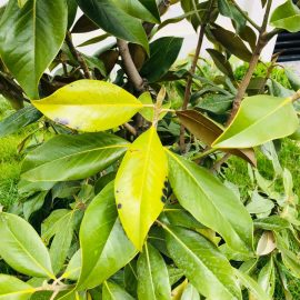 Magnolia, Magnolia grandiflora uscata