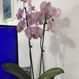 Orhidee, planta cu radacini uscate si frunze cu pete albe