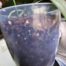 Orhidee, puncte galbene in substrat