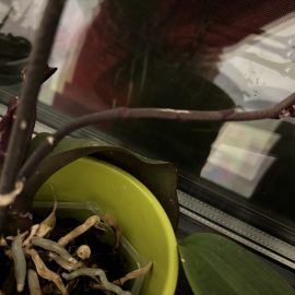 Orhidee, Orhidee tripsi?