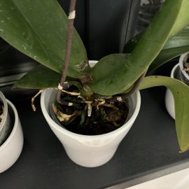 Orhidee, simptome atac de trips