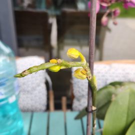 Orhidee, Posibil dăunători la orhidee