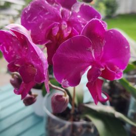 Orhidee, Posibil dăunători la orhidee – tripsi