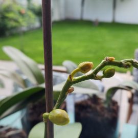 Orhidee, Posibil dăunători la orhidee – tripsi