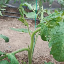 Tomate, Rosii oprite din evolutie