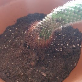 Cactusi, simptome de depreciere