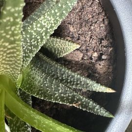 Aloe, Vârfuri uscate de la baza plantei