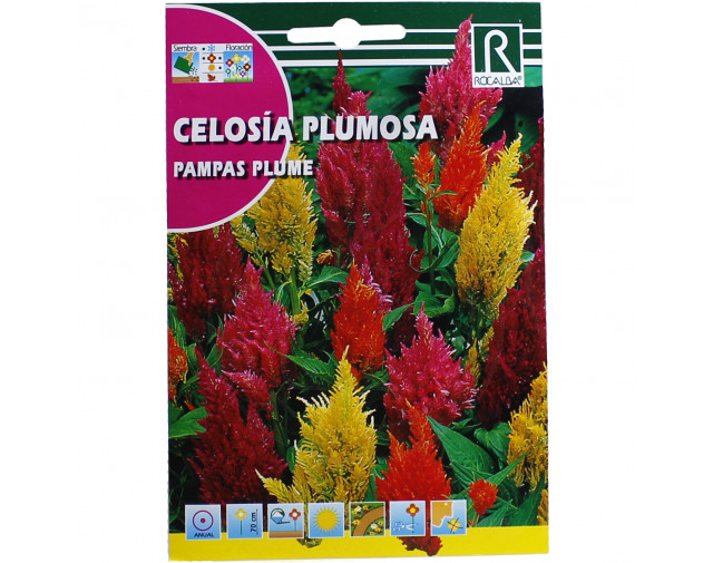 Celosia Pampas Plume, 2 g