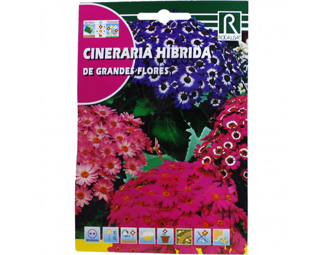 Cineraria De Grandes Flores, 0.05 g