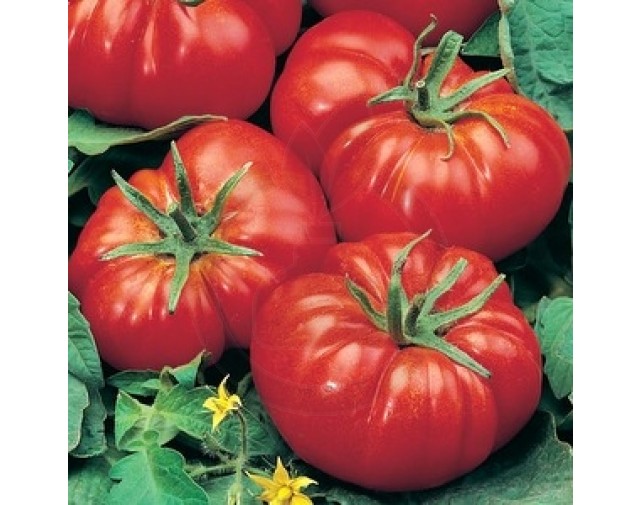 Tomate Marmande, 10 g