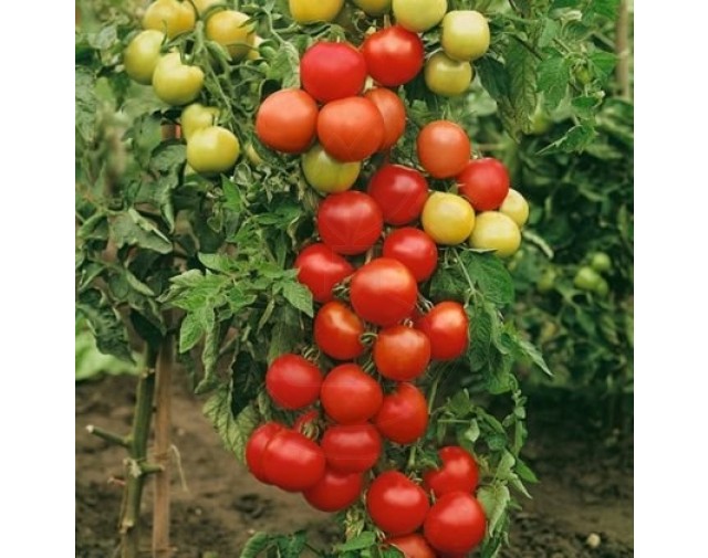 Tomate Moneymarker, 50 g