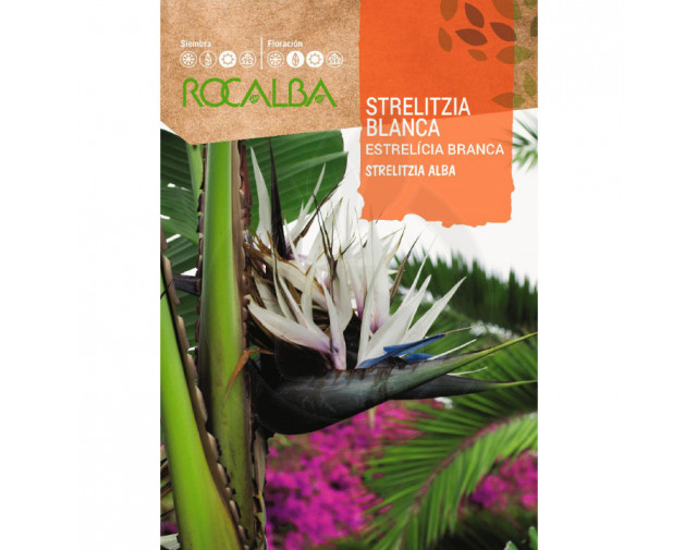 Strelitzia Alba, 3 seminte