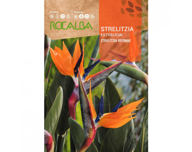 Strelitzia, 3 seminte