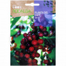 rocalba seed coffee tree 4 seeds - 3