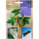 rocalba seed ginseng 4 seeds - 3