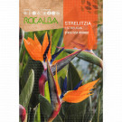 rocalba seed strelitzia 3 seeds - 1