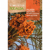 rocalba seed date palm 6 g - 1