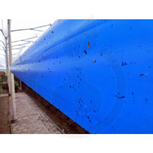 agrisense fly greenhouse sut blue glue roll 25 m 4 bucati - 3