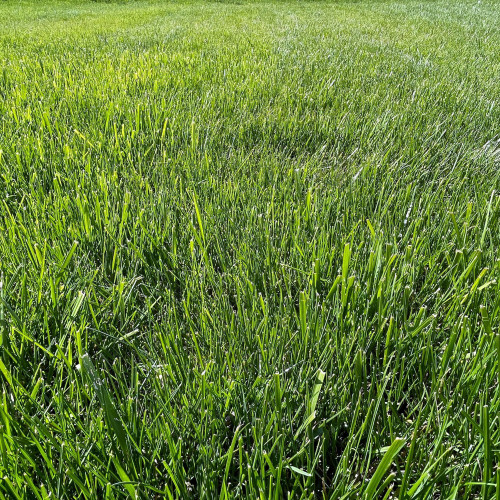 hauert manna slow release lawn fertilizer 10 kg - 6