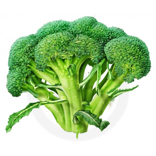 broccoli calabrese 2 g - 3