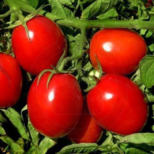 tomate heinz 10 g - 1
