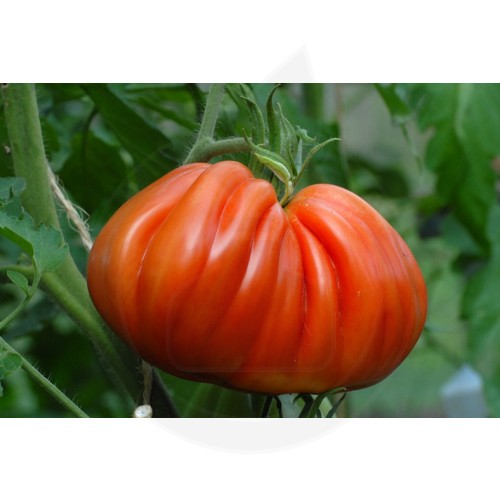 tomate inima de bou 5 g - 3