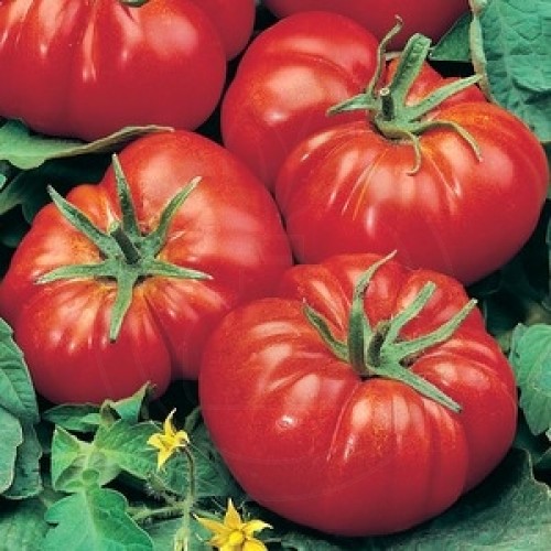 tomate marmande 1 g - 3