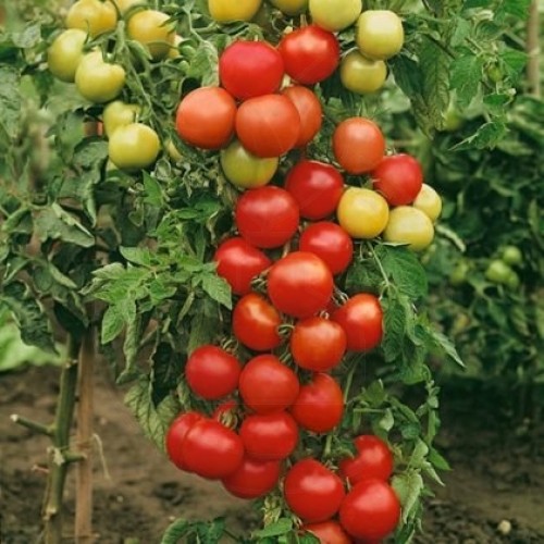 tomate moneymarker 50 g - 1