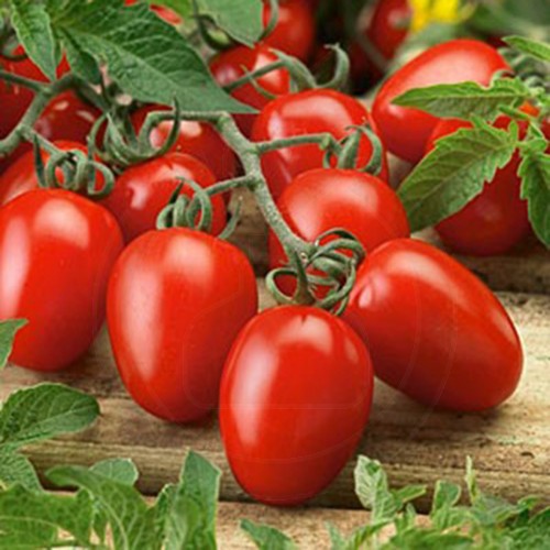tomate rio grande 500 g - 1