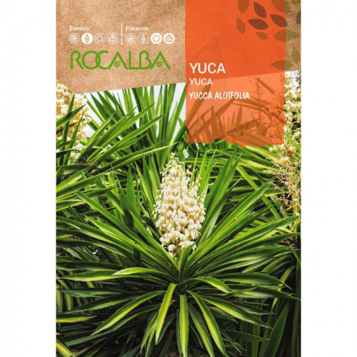 rocalba seed yucca 4 seeds - 2