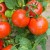 Tomate Campbell 33, 500 g