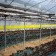 agrisense fly greenhouse sut yellow glue roll 25 m 4 bucati - 5