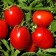 tomate heinz 50 g - 1
