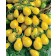 tomate yellow pearshaped 0 5 g - 3