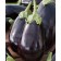 vinete halflange violette 1 g - 3