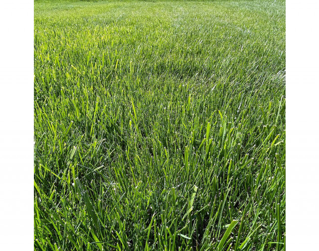 hauert manna slow release lawn fertilizer 10 kg - 6