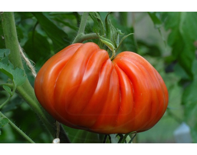 tomate inima de bou 5 g - 1