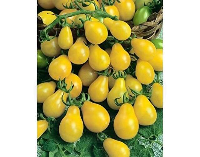 tomate yellow pearshaped 0 5 g - 1