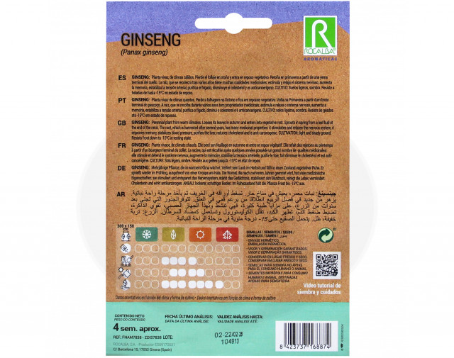 rocalba seed ginseng 4 seeds - 4