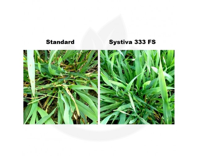 basf fungicide systiva 333 fs 1 litru - 4